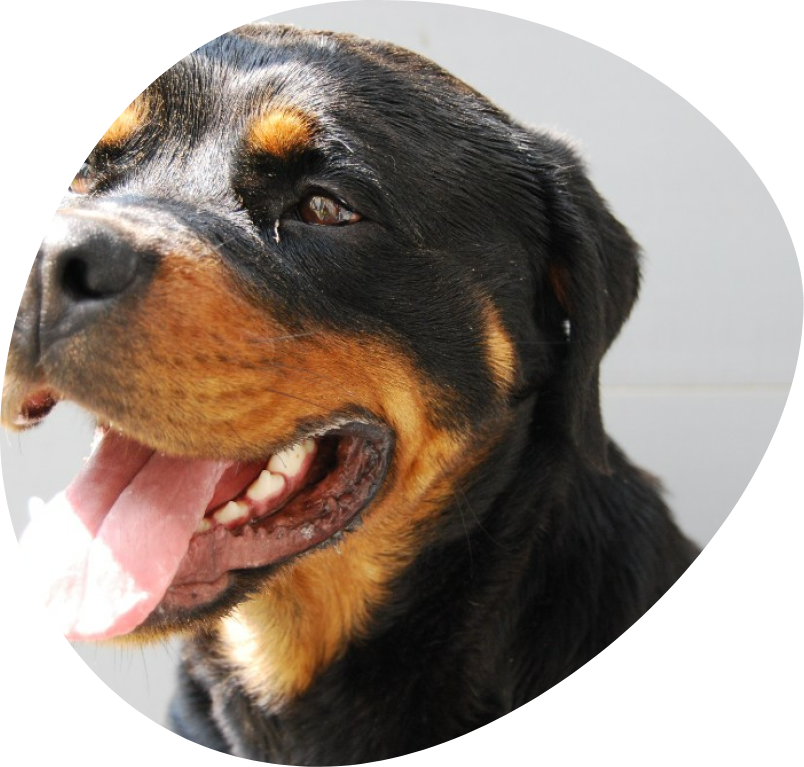 Rottweiler in dierenasiel Ganzeweide