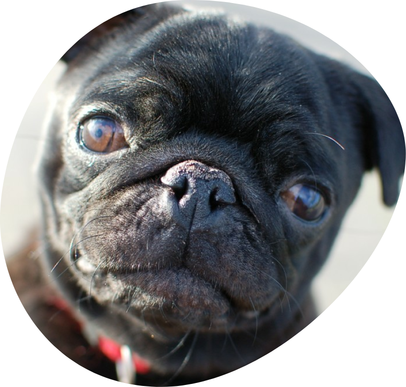 Mops in dierenasiel Ganzeweide