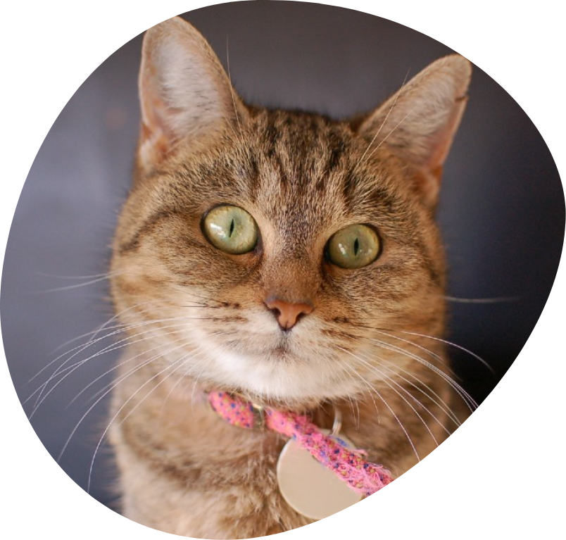 poes in dierenasiel Ganzeweide