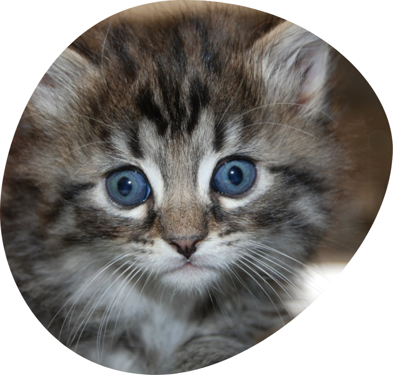 kitten in dierenasiel Ganzeweide