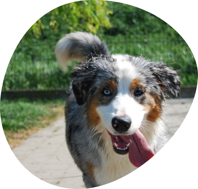dierenasiel Ganzeweide