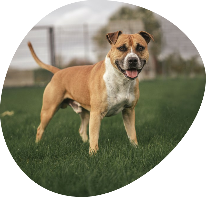 Jax in dierenasiel Ganzeweide